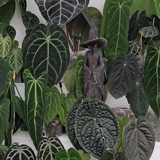 🧙‍♀️Ditt hems väktare | Den förtrollande häxstatyn